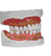 Image - mouth.gif